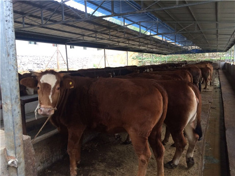 91视频网站免费