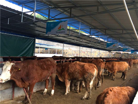 91视频网站免费