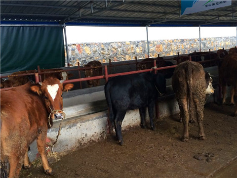 91视频网站免费